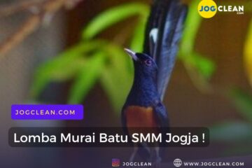 lomba murai batu jogja oleh smm