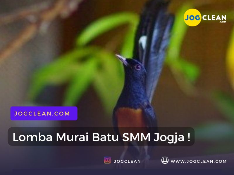 lomba murai batu jogja oleh smm