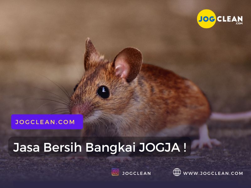 jasa bersih pemburu bangkai jogja murah by jogclean